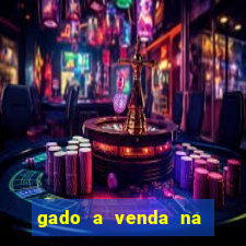 gado a venda na bahia olx
